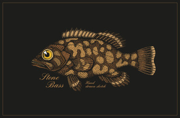 Vintage fish illustration