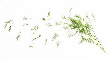 Obraz premium Falling Fennel isolated on a white background