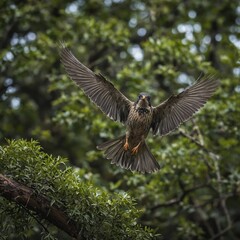 Fototapeta premium A bird landing on a branch mid-flight.