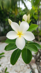 Tropical White Plumeria Flower Blooming in Garden.
