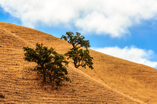 Two trees are on a hillside with a blue sky in the background