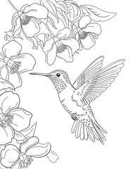 Obraz premium Hummingbird printable coloring page for kids, bird coloring book