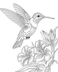 Obraz premium Hummingbird printable coloring page for kids, bird coloring book