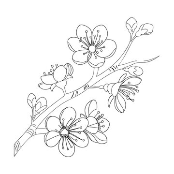 recommend clip art: Cute kids coloring pages, easy Sweet pea drawing, Sweet pea flower black and white illustration