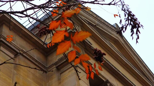 The street trees in Paris have turned red.파리시내의 가로수가 붉게 물들었습니다.