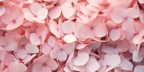 Obraz premium close up shot pink hydrangea flowers top view blooming petal nature gardening wallpaper