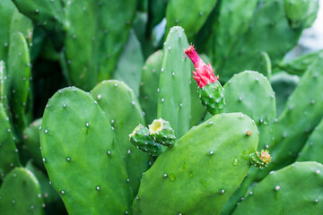 Beautiful Opuntia cochenillifera in the garden.