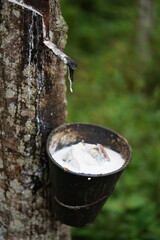 Rubber from Rubber Tree
