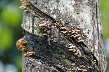 Schizophyllum commune or Splitgill mushroom