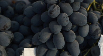 Large grains of black grapes