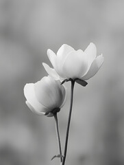 Elegant Black and White Anemone Flowers with a Soft Focus Background : Generative AI