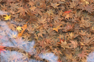 色彩のシンフォニー