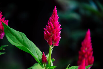 Pink flowers. Potted cock flower. Garden ornamental flowers. Annual flowering plants.