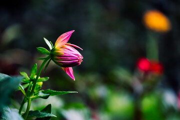 Beautiful pink flowers in the flower garden