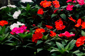 red and white flowers in the garden. Colorful flowers in various species blooming in the garden.