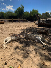 Two White Kangaroos Resting on a Sunny Day