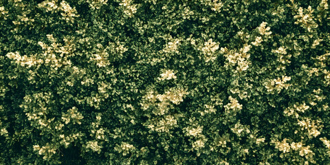 Lush green foliage texture from above thick richly colored leaves for natural background : Generative AI