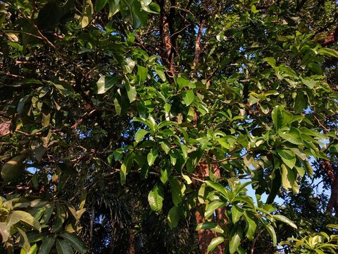 The lush foliage of teak and wild mango trees