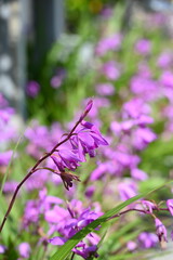 道端に咲く紫色の花