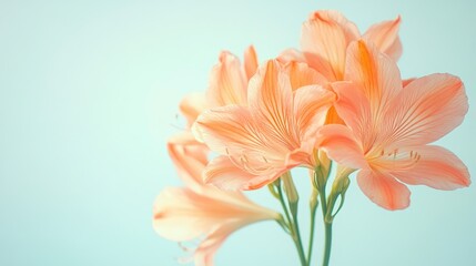 Obraz premium Coral Orange Floral Arrangement on Soft Background with Copyspace for Botanical or Nature Themes