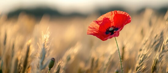 Obraz premium Bright Red Poppy Flower Standing Out in a Golden Meadow with Soft Natural Lighting and Room for Text Integration