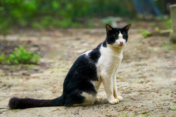 Turkish Angora black and white cat sitting on the ground and looking at the camera	