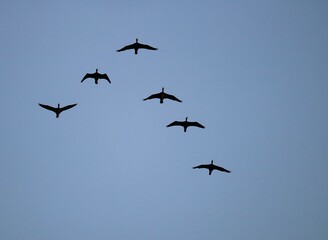 河川上空を飛ぶ鳥の群れ　冬の夕方