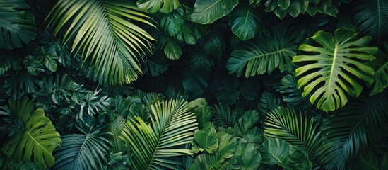 Tropical palm leaves frame design for certificates and awards with minimalist aesthetic and empty space for customizable text background