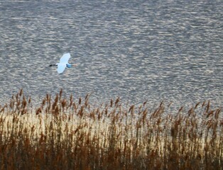 河川から飛び立つシラサギ　冬の風景