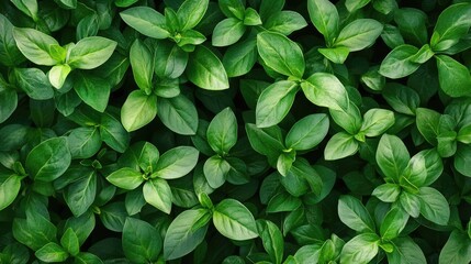 Lush green plant foliage texture for background use showcasing vibrant leaves in a natural setting ideal for nature-themed designs.