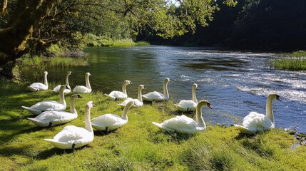Swans gracefully resting by the serene waterside surrounded by lush green grass and trees in a tranquil natural setting.