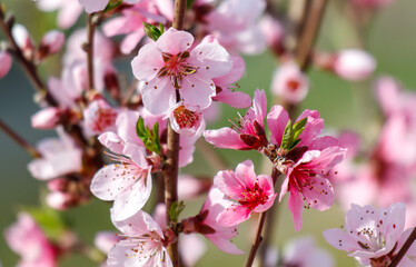 A close up of a tree with pink flowers
