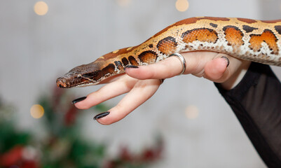 A person is holding a snake in their hand