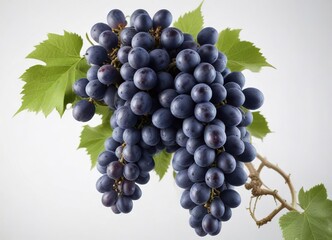 Fresh blue grapes bunch isolated on white background, vibrant colors, organic