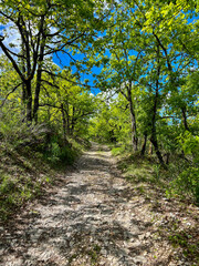 Fototapeta premium calm sunlit rocky forest path trees lush vivid spring foliage blue sky