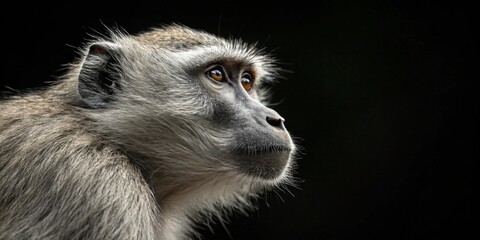 Fototapeta premium A thoughtful monkey gazes into the distance, capturing its expressive face and fur details against a dark backdrop.