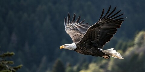 An eagle soaring through the sky, showcasing its impressive wingspan and grace in flight.