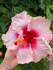 Hibiscus 
