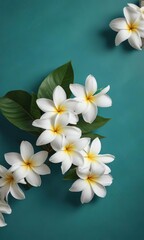 Minimalist photo of white plumeria flowers on a teal backdrop, white, peaceful