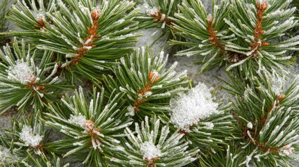 Fototapeta premium Snow Dusted Pine Tree Branches Winter Frost