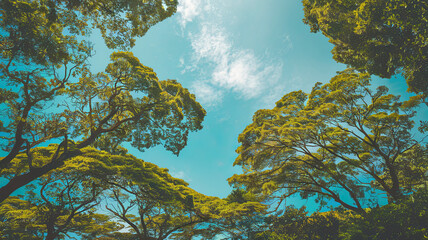 A vibrant forest scene with tall trees stretching toward a clear blue sky, their lush green foliage forming a canopy that filters sunlight. The tranquil setting is enhanced by scattered clouds