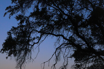 sunset with silhouette of a tree