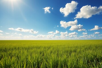 Fototapeta premium Vibrant Green Field under a Bright Blue Sky with Fluffy White Clouds