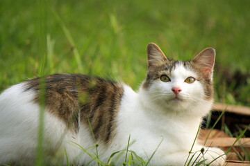 Portrait of a beautiful striped cat looking up and close up.