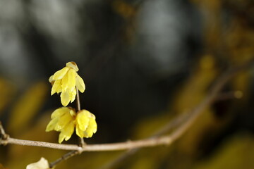 寒空に咲く蠟梅