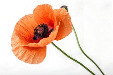 poppy flower isolated on white background