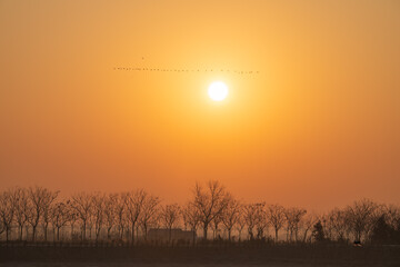 At sunrise, large flocks of migratory birds fly over the village sky.