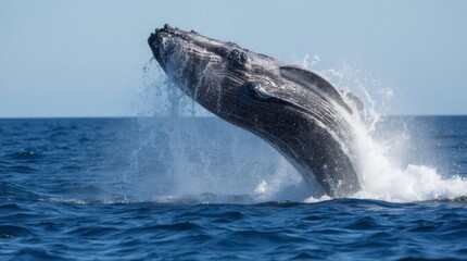 Fototapeta premium A stunning close-up of a whale breaching the surface of the ocean, capturing the powerful moment as water splashes around it, showcasing the beauty of marine life