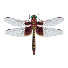 dragonfly transparent background 