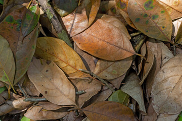 Top View of Dry Jackfruit Leaf